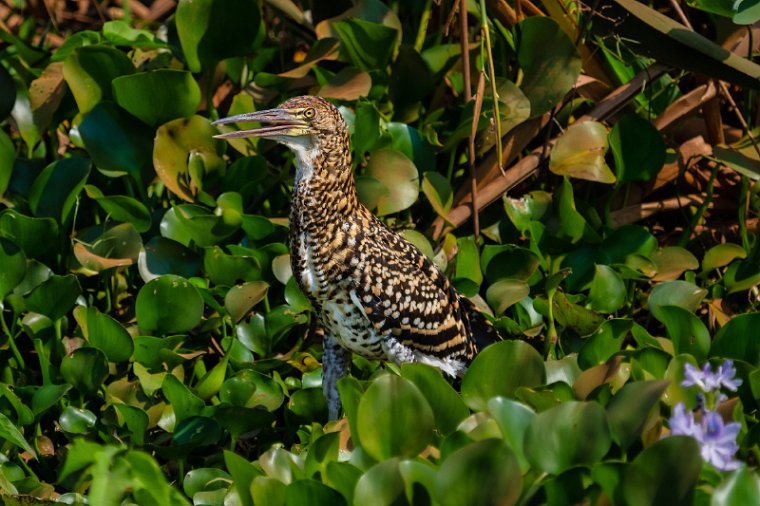 062 Noord Pantanal, tijgerroerdomp.jpg